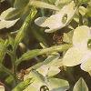 Nicotiana x sanderae 'Domino Limegreen', flowers