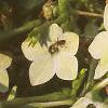 Nicotiana x sanderae 'Domino Limegreen', flowers