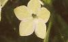 Nicotiana x sanderae 'Domino Limegreen', flowers