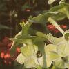 Nicotiana x sanderae 'Domino Limegreen', flowers