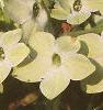 Nicotiana x sanderae 'Domino Limegreen', flowers
