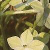 Nicotiana x sanderae 'Domino Limegreen', flowers