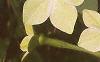 Nicotiana x sanderae 'Domino Limegreen', flowers