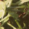 Nicotiana x sanderae 'Domino Limegreen', flowers