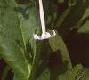 Nicotiana sylvestris, flowers