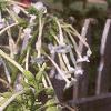 Nicotiana sylvestris, flowers