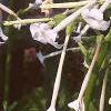 Nicotiana sylvestris, flowers