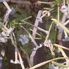 Nicotiana sylvestris, flowers