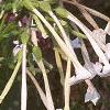 Nicotiana sylvestris, flowers