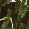 Nicotiana sylvestris, flowers