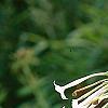 Nicotiana sylvestris, flowers