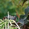 Nicotiana sylvestris, flowers