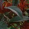 Nicotiana sylvestris, flowers