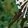 Nicotiana sylvestris, flowers