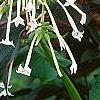Nicotiana sylvestris, flowers