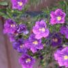 Nierembergia caerulea 'Purple Robe', flowers