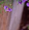Nierembergia caerulea 'Purple Robe', flowers