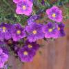Nierembergia caerulea 'Purple Robe', flowers