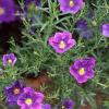 Nierembergia caerulea 'Purple Robe', flowers