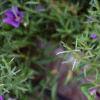 Nierembergia caerulea 'Purple Robe', flowers