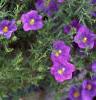 Nierembergia caerulea 'Purple Robe', flowers