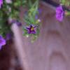 Nierembergia caerulea 'Purple Robe', flowers