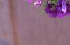 Nierembergia caerulea 'Purple Robe', flowers