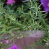 Nierembergia caerulea 'Purple Robe', flowers