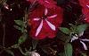 Petunia 'Burgundy Star', flowers