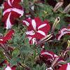 Petunia 'Burgundy Star', flowers