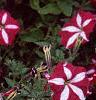 Petunia 'Burgundy Star', flowers