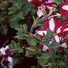 Petunia 'Burgundy Star', flowers