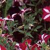 Petunia 'Burgundy Star', flowers
