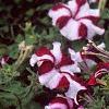Petunia 'Burgundy Star', flowers