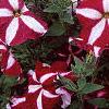 Petunia 'Burgundy Star', flowers