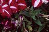 Petunia 'Burgundy Star', flowers