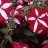Petunia 'Burgundy Star', flowers