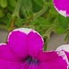 Petunia 'Calimero Princess', flowers
