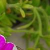 Petunia 'Calimero Princess', flowers