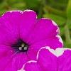 Petunia 'Calimero Princess', flowers