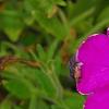 Petunia 'Calimero Princess', flowers