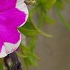 Petunia 'Calimero Princess', flowers