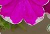 Petunia 'Calimero Princess', flowers