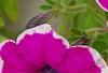 Petunia 'Calimero Princess', flowers
