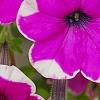 Petunia 'Calimero Princess', flowers