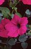 Petunia 'Cascading Purple Wave', flowers