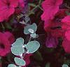 Petunia 'Cascading Purple Wave', flowers