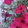 Petunia 'Cascading Purple Wave', flowers