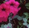 Petunia 'Cascading Purple Wave', flowers
