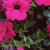 Petunia 'Cascading Purple Wave', flowers